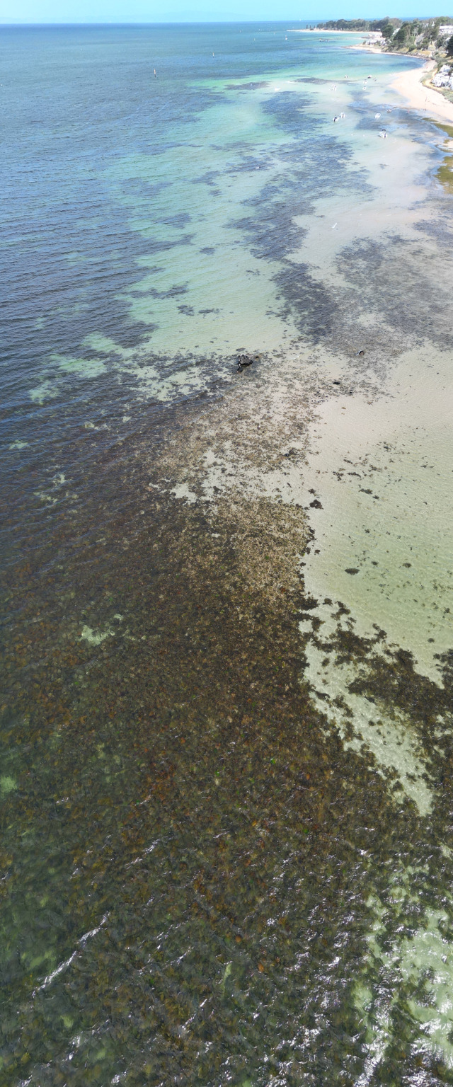 Portarlington shallows